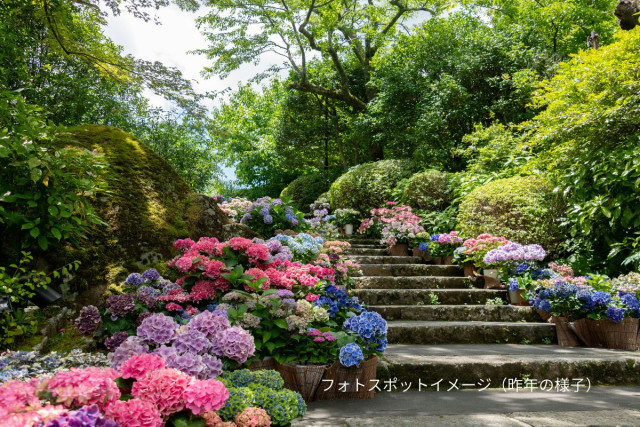 箱根強羅公園 「あじさいフォトスポット」